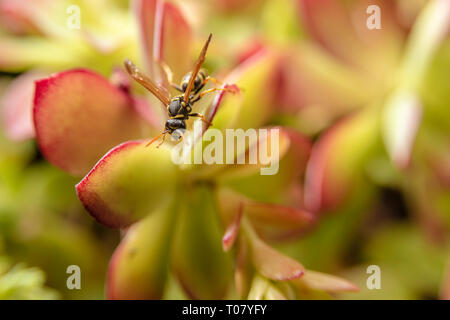 Paper Wasp auf saftigen Anlage Stockfoto