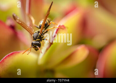 Paper Wasp auf saftigen Anlage Stockfoto