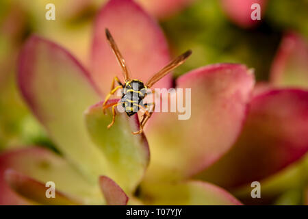 Paper Wasp auf saftigen Anlage verlassen Stockfoto