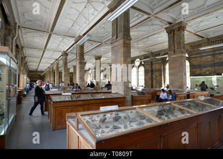 Sammlungen, Steine und Meteoriten, das Natural History Museum, Cromwell Road, Kensington, London, England, Grossbritannien Stockfoto