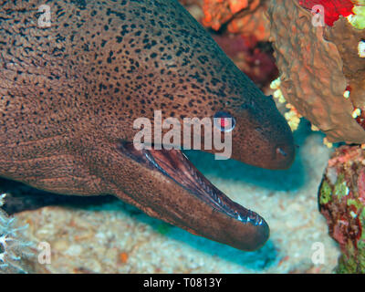 Riesenmuraene (Gymnothorax javanicus), Korallenriff, kleine Gobal Island, der Lastkahn, Rotes Meer, Aegypten Stockfoto