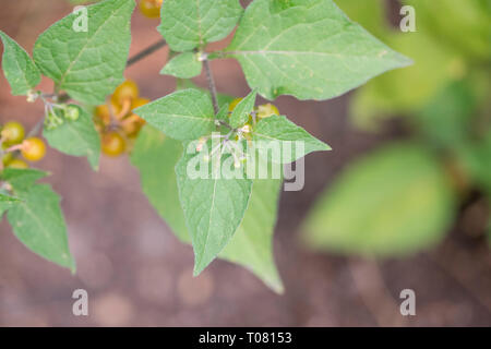 Haarige nightshade, Nordrhein-Westfalen, Deutschland, Europa, (Solanum villosum) Stockfoto