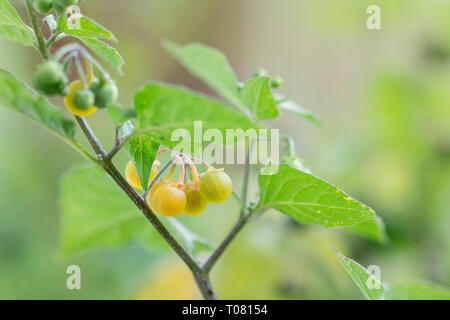 Haarige nightshade, Nordrhein-Westfalen, Deutschland, Europa, (Solanum villosum) Stockfoto