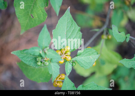 Haarige nightshade, Nordrhein-Westfalen, Deutschland, Europa, (Solanum villosum) Stockfoto