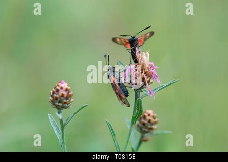 Six-spot Burnet, Pottenstein, Bayern, Deutschland, Europa, (Zygaena Filipendulae) Stockfoto