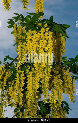 Golden Chain tree, (Laburnum anagyroides) Stockfoto