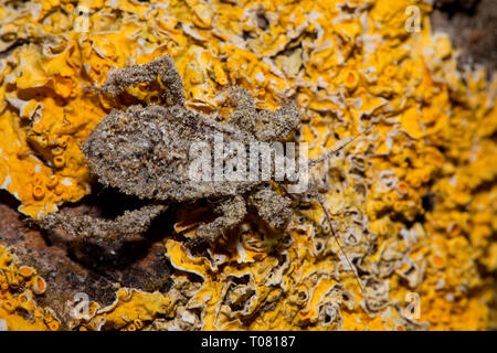 Maskierte Jäger, (Reduvius personatus) Stockfoto