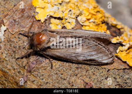 Prominente motte Schlucken (Pheosia Tremula), Stockfoto