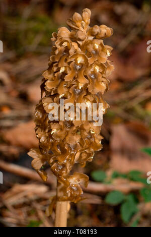 Bird's Nest - Orchidee, (Neottia nidus-avis) Stockfoto