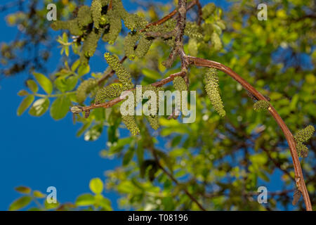 Persische Walnuss, englisch Walnuss (Juglans regia) Stockfoto