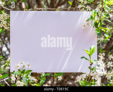 Papier leer zwischen cherry Niederlassungen in Blüte. Stockfoto
