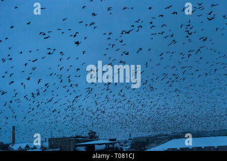 Viele Vögel schwarze Silhouetten fliegen in dunkelblauen Himmel über Nacht Stadt, Blaue Stunde Zeit. Spatzennest fliegen, Freiheit Konzept, abstrakte Landschaft. Anima Stockfoto