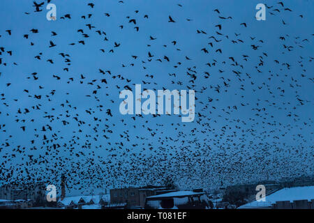 Viele Vögel schwarze Silhouetten fliegen in dunkelblauen Himmel über Nacht Stadt, Blaue Stunde Zeit. Spatzennest fliegen, Freiheit Konzept, abstrakte Landschaft. Anima Stockfoto