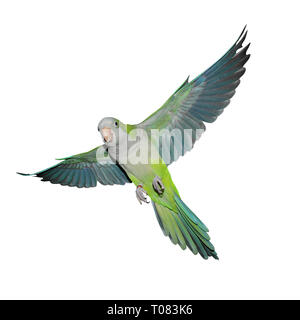 Ein quaker Parrot im Flug isoliert auf weißem Stockfoto