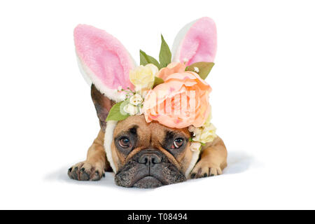 Cute fawn Französische Bulldogge hund Mädchen liegt auf dem Boden mit floralen Kopfschmuck mit großen schönen Blumen Lukas Päonien Rosen und Osterhasen Ohren auf Weiß zurück Stockfoto