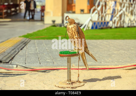 Hooded Falcon im Falcon Souq in der Nähe von Souq Waqif in Doha City Centre. Die hawk Jagd in Katar ist eine Tradition und eine sehr beliebte Sportart. Naher Osten, Arabische Stockfoto