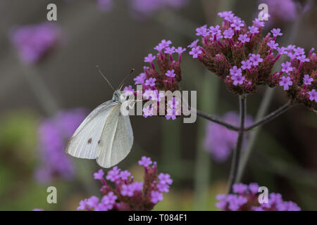 Kleinen weißen Schmetterling Stockfoto