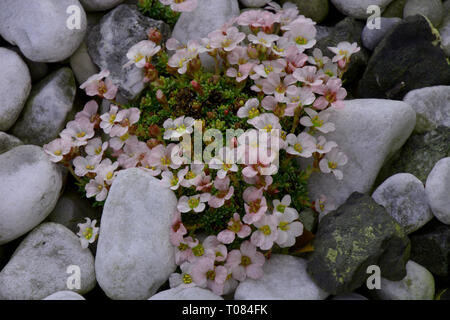 Blühenden sedum oder stonecrops mit rosa-weißen Blüten in einem Stein Garten im Frühjahr, ein wenig sedum Pflanze mit vielen Blumen Stockfoto