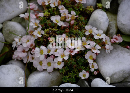 Sedum in voller Blüte Detailansicht, blühenden Sedum oder stonecrops mit rosa-weißen Blüten in einem Stein Garten im Frühjahr Stockfoto