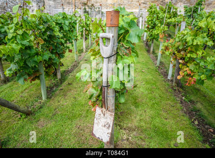 Reihen von Weinstöcken in einem ländlichen Garten mit einem Spaten wachsende Stockfoto