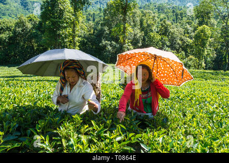 INDIA, West Bengal, DARJEELING, Frauen zupfen Kaffee auf einem Kaffee Immobilien in der Nähe von Darjeeling. Stockfoto