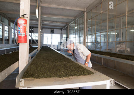 Indien, DARJEELING, die nach dem Walzen und Trennen in verschiedenen Graden der Blätter für die Fermentation ein Prozess, der setzt sich ausbreiten. Stockfoto