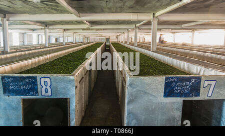 Indien, Darjeeling. Das Trocknen der frischen Blätter in dünnen Schichten in die Mulden mit heißer Luft ist der erste Schritt in der traditionellen Produktion Stockfoto