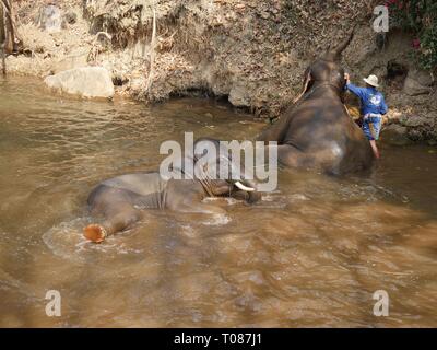 CHIANG MAI, THAILAND - März 2018: Elefanten baden gerne im Fluss. Stockfoto