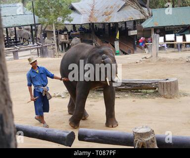 CHIANG MAI, THAILAND - 2018. MÄRZ: Ein Elefant spaziert spielerisch, während sein Trainer folgt. Stockfoto