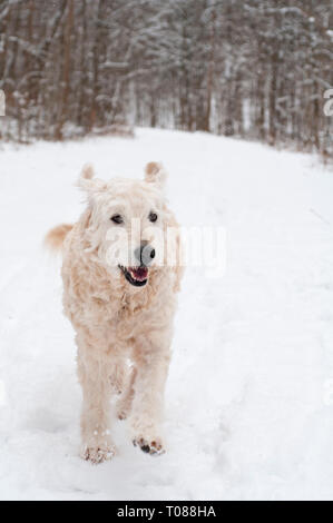 Labradoodle Hund im Schnee läuft Stockfoto