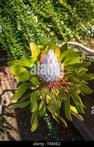 Protea cynaroides blühen. Die nationale Blume der Südafrika. Stockfoto