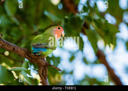 Rosig-konfrontiert oder Agapornis roseicollis lovebird Sitzstangen auf Zweig zu schließen, Stockfoto