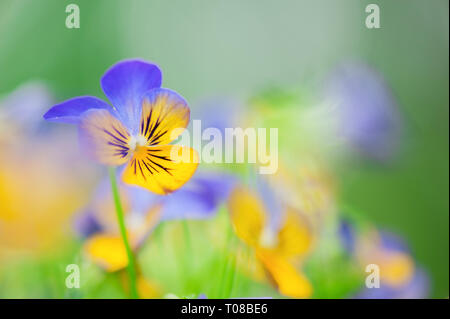 Veilchen (Viola sp.) Blumen, Stiefmütterchen, im Garten. Stockfoto