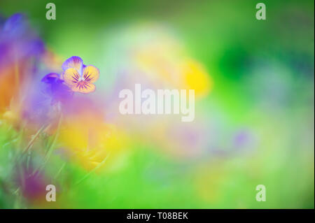 Veilchen (Viola sp.) Blumen, Stiefmütterchen, im Garten. Stockfoto