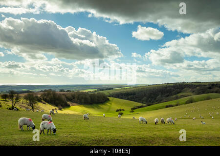 Der frühe Frühling in South Downs National Park, West Sussex, England. Stockfoto