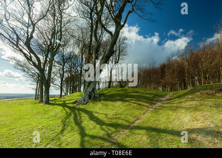 Der frühe Frühling an Chanctonbury Ring in West Sussex, England. South Downs National Park. Stockfoto