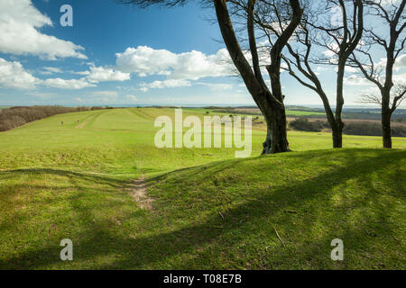 Der frühe Frühling an Chanctonbury Ring in West Sussex, England. South Downs National Park. Stockfoto