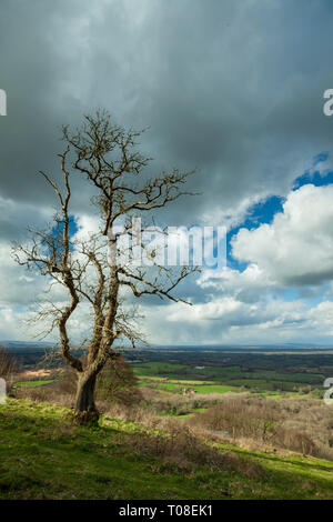 Einsamer Baum auf der South Downs in West Sussex, England. Stockfoto