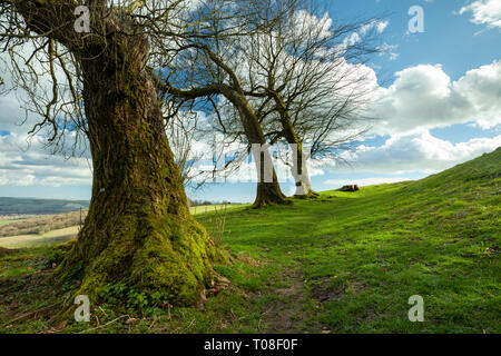 Der frühe Frühling an Chanctonbury Ring in West Sussex, England. South Downs National Park. Stockfoto