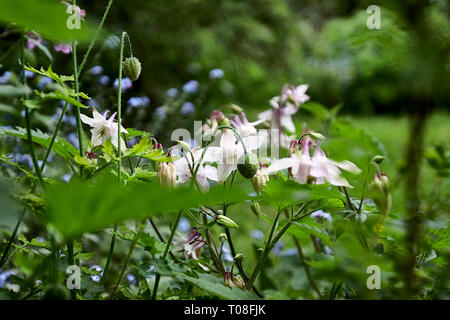 Die hellen und farbenfrohen Weiße AKELEI und Mohn Köpfe in der Mitte des Sommers wachsen in der Cottage Garden. 11. Juni 2005. Stockfoto