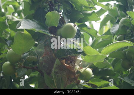 Apple Schädlingsbekämpfung motten Raupen yponomenta malinellus Stockfoto