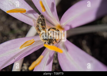 Biene und Blüte lila Krokusse blühen an einem sonnigen Tag - Nahaufnahme Stockfoto