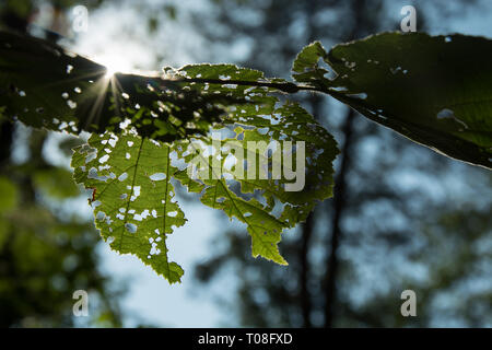 Sonne scheint durch Grün und holey Blätter an einem Baum - Nahaufnahme Stockfoto