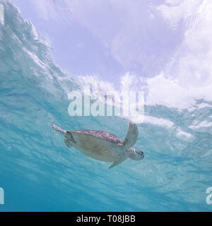 Sea Turtle schwimmen frei im blauen Ozean. Stockfoto