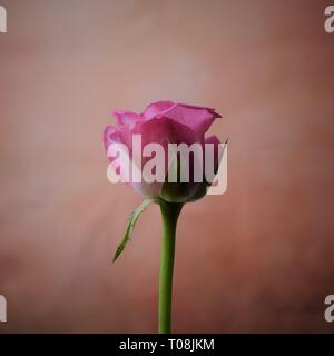 Rosa Rose gegen Rosa Hintergrund. Stockfoto