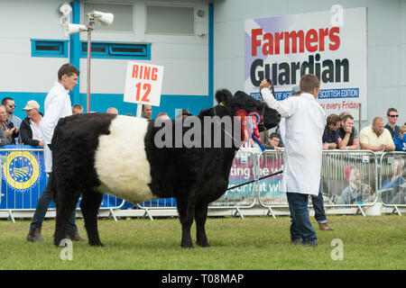 Belted Galloway Rasse Meister in - kalb kuh Clifton absolut fabelhaft' an der Royal Highland Show 2018, Edinburgh, Schottland, Großbritannien Stockfoto