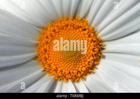 Detail in der Mitte eines riesigen Marguerite Blume. Stockfoto