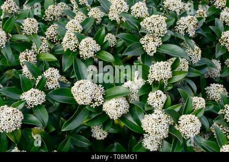 Skimmia x confusa Kew Green Blütenstände Stockfoto