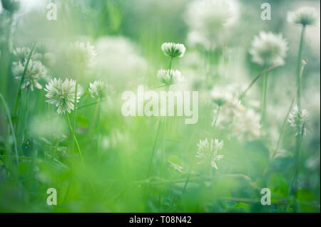 Weißklee (Trifolium repens) Blumen auf der Wiese. Stockfoto