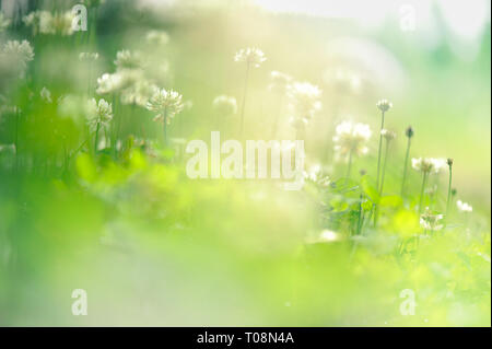 Weißklee (Trifolium repens) Blumen auf der Wiese. Stockfoto